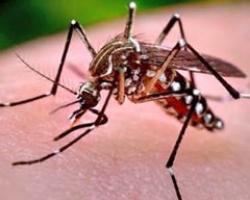 Mosquitos carrying West Nile Virus found in Seal Beach