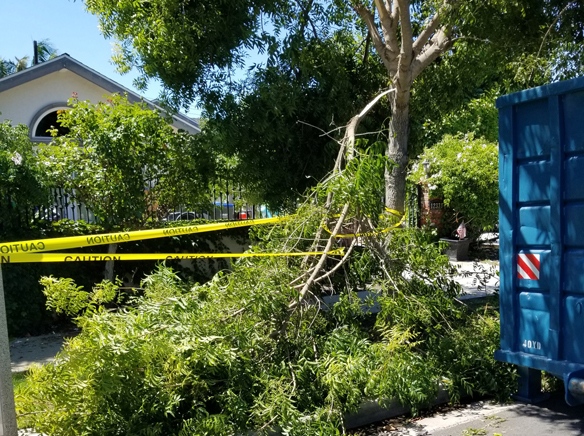 Rossmoor Community Service District trees impacted by this year’s heavy rains