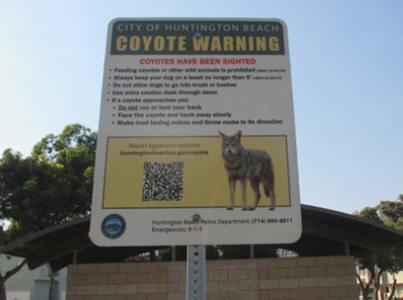 Be on the watch for coyotes in Sunset Beach